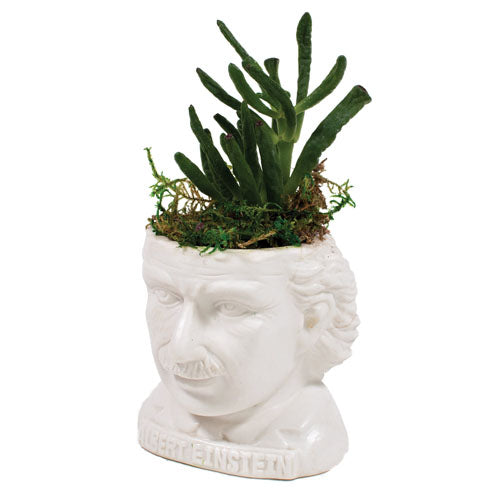 Albert Einstein Planter
