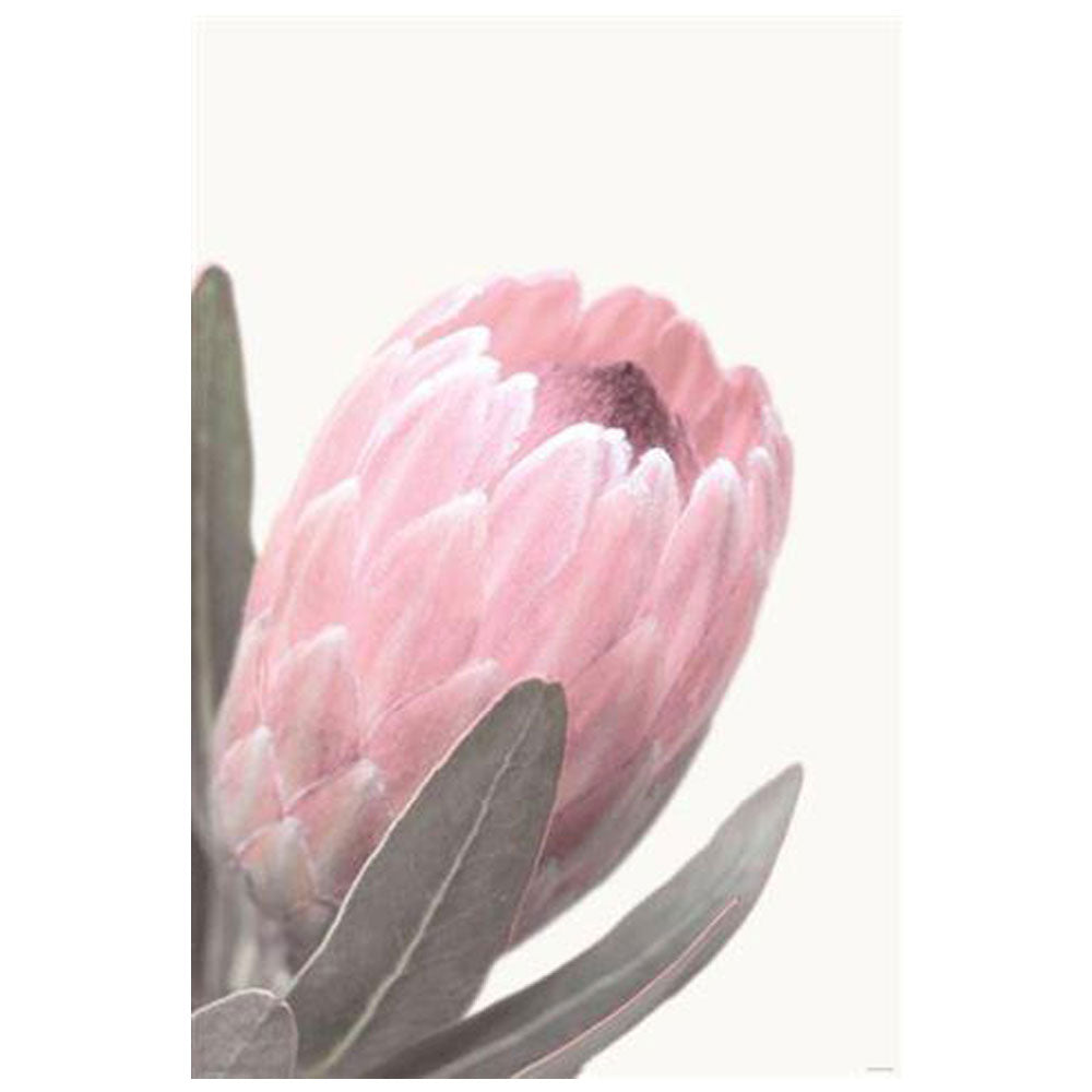 Pale Pink Protea Poster